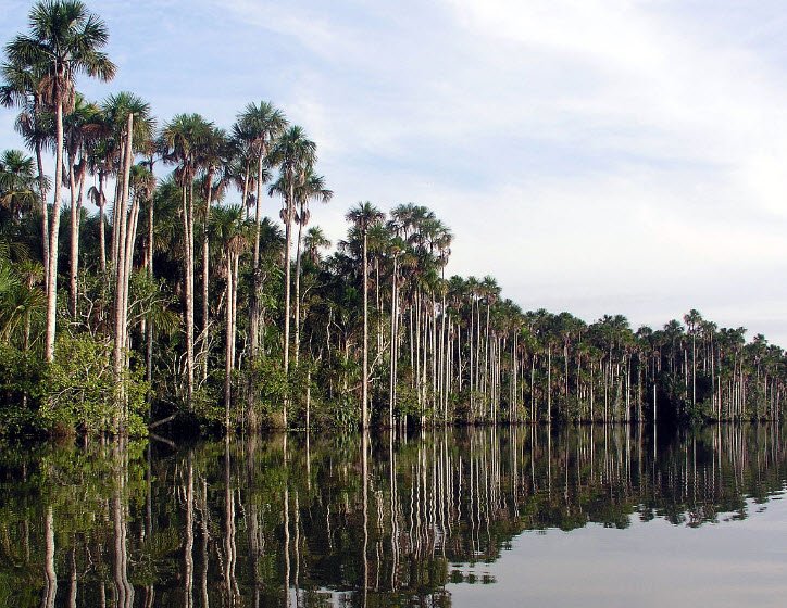 Tambopata National Reserve, Madre de Dios Region, Peru